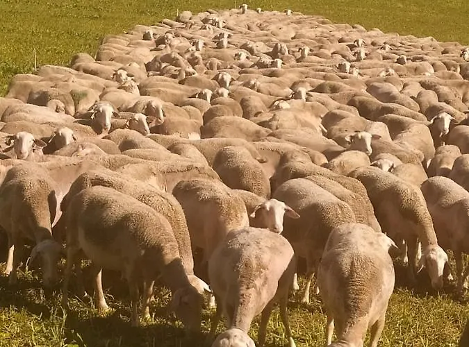 Les Gorges Du Tarn Appartement *